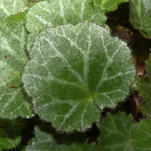 Judenbart - Saxifraga stolonifera - lebende Gartenpflanze aus den Baumschulen