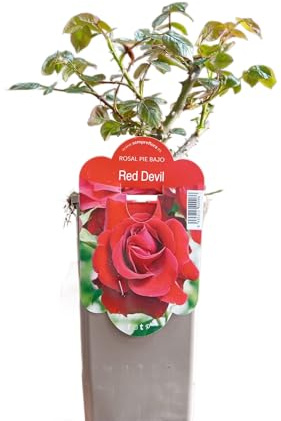 Rosal Silvestre en Maceta Planta Natural de Rosas Rojas - Crecimiento Rápido