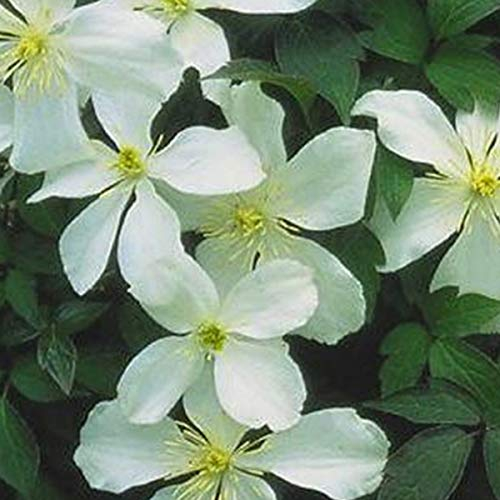 Clematis Montana 'Grandiflora' - Waldrebe 50-60 cm Pflanzcontainer