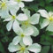 Clematis Montana 'Grandiflora' - Waldrebe 50-60 cm Pflanzcontainer