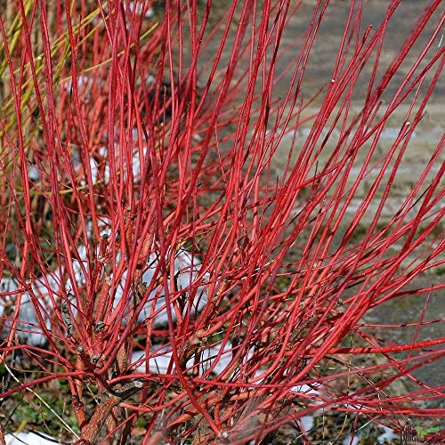 Cornus alba Sibirica Rotholz Hartriegel rote Rinde Herbstfärbung verschiedene Größen (60-80 cm)