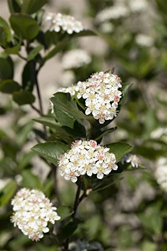 Aronia melanocarpa 'Hugin' 40-60 cm - Schwarze Apfelbeere, weiße Blüten, Blütezeit Mai, essbare Früchte, ideal für Hecken, winterhart und pflegeleicht
