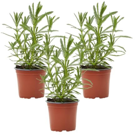 Verdecora Lavanda | Lavandula, espliego | Hierbas aromáticas | Planta natural de exterior (Maceta Ø11cm PACK 3 UNIDADES)