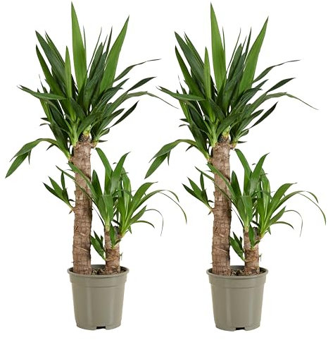 Bloomique - Set di 2 - Yucca Elephantipes - Giglio di palma - Piante d'appartamento - Purificante dell'aria - Facile da mantenere - Vaso 17 cm - Altezza 70-80 cm