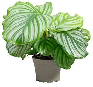 PLNTS - Calathea Orbifolia - Zimmerpflanze - Zimmerpflanzen, Pflanzen Echt, Nachhaltige Verpackung - 14cm Topf - Höhe 30cm - Direkt von der Gärtnerei