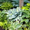 Mehrjährige Hosta Schattige Gartenkollektion, Hosta-Mischung aus 5 Hybriden in 5 Sorten, große Funkia-Pflanzen Winterharte, wurzelnackte Stauden aus Holland (keine Samenzwiebeln)