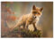 MyPuzzle EIN junger, neugieriger Fuchs im Wald - Premium 500 Teile Puzzle - MyPuzzle Sonderkollektion von Puzzle Galaxy