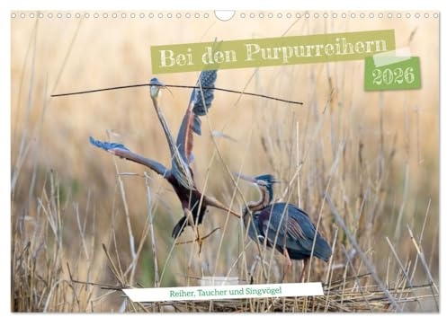 Bei den Purpurreihern (Wandkalender 2026 DIN A3 quer), CALVENDO Monatskalender: Ein kleiner Auszug der Tiere im Gebiet der Purpurreiher (CALVENDO Tiere)