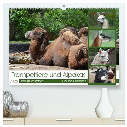 Trampeltiere und Alpakas (hochwertiger Premium Wandkalender 2026 DIN A2 quer), Kunstdruck in Hochglanz: Portrait zauberhafter Alt- und Neuweltkamele (CALVENDO Tiere)