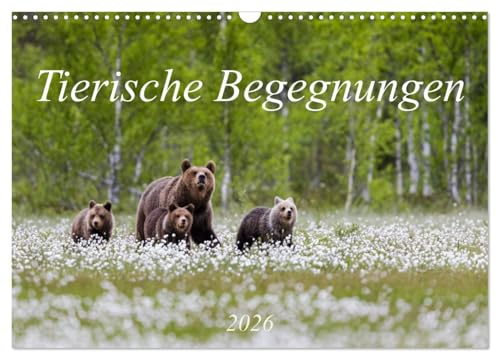 Tierische Begegnungen (Wandkalender 2026 DIN A3 quer), CALVENDO Monatskalender: Tierbilder aus Europas Natur (CALVENDO Tiere)