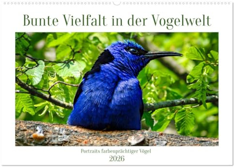 Bunte Vielfalt in der Vogelwelt (Wandkalender 2026 DIN A2 quer), CALVENDO Monatskalender: Farbenpracht im Vogelreich. (CALVENDO Tiere)