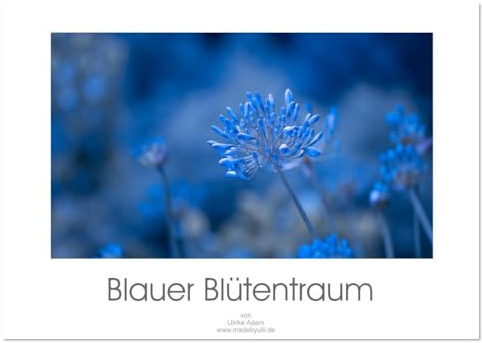 Blauer Blütentraum (Wandkalender 2026 DIN A3 quer), CALVENDO Monatskalender: Zarte blaue Blütenfotos verzaubern uns das ganze Jahr (CALVENDO Natur)