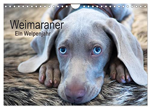 Weimaraner - Ein Welpenjahr (Wandkalender 2026 DIN A4 quer), CALVENDO Monatskalender: Das erste Lebensjahr eines Weimaraners (CALVENDO Tiere)