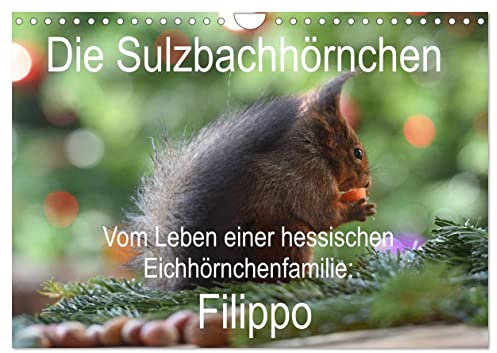 Die Sulzbachhörnchen - vom Leben einer hessischen Eichhörnchenfamilie (Wandkalender 2025 DIN A4 quer), CALVENDO Monatskalender: Dieser Kalender zeigt ... fotografiert im eigenen Garten rund ums Jahr.