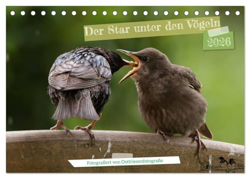 Der Star unter den Vögeln - Fotografiert von Ostfriesenfotografie (Tischkalender 2026 DIN A5 quer), CALVENDO Monatskalender: Mit dem Star unter den ... von Ostfriesenfotografie (CALVENDO Tiere)