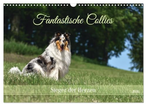 Fantastische Collies - Sieger der Herzen (Wandkalender 2026 DIN A3 quer), CALVENDO Monatskalender: Bezaubernde Collies, charmant, intelligent und verspielt. (CALVENDO Tiere)
