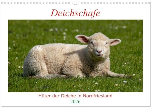 Deichschafe - Hüter der Deiche in Nordfriesland (Wandkalender 2026 DIN A3 quer), CALVENDO Monatskalender: Schafe das ganze Jahr erleben (CALVENDO Tiere)
