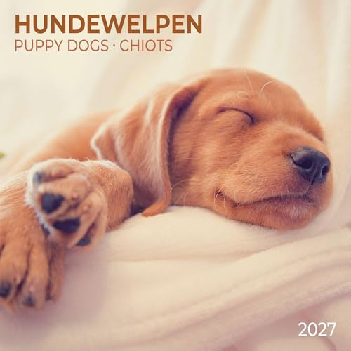 Hundewelpen / Puppy Dogs 2027: Kalender 2027 (Artwork Edition)
