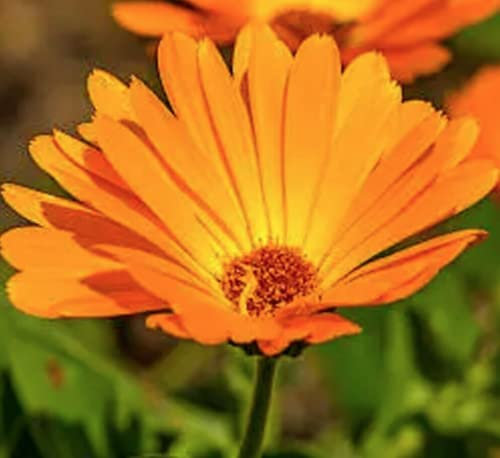 45 Seeds of Organic - Pot Marigold - Calendula