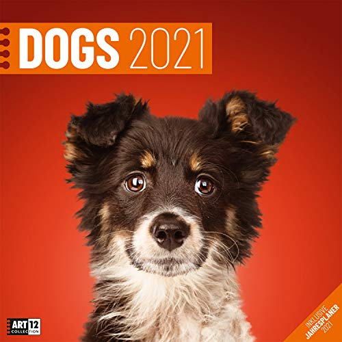 Dogs Kalender 2021 - 30x30