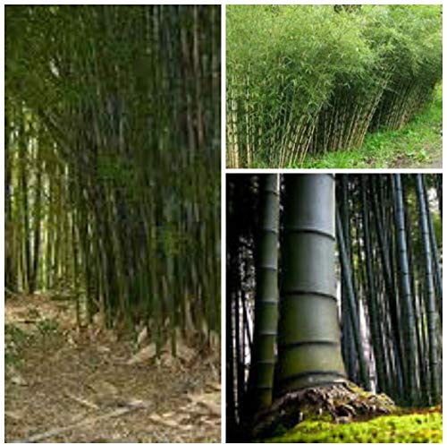 Portal Cool 100 Seeds Of Bambusa Bambos = Bambusa Arundinacea,Bambù giganti, semi C