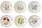 Portmerion Botanic Garden Meadow - Piatto da insalata rotondo da 20,3 cm (set da 6) | Fiori assortiti con bordo colorato a foglia di alloro | Terracotta | Adatto a microonde e lavastoviglie | Casa e