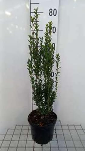 Ilex cren. 'Fastigiata' - Japanische Stechpalme 40-60 cm - Container