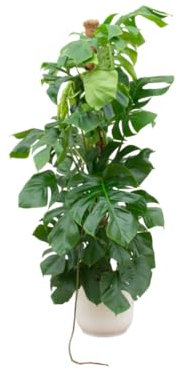 Monstera Pertusum XL incluant Vibes Fold Round blanc - 140-150cm - Ø30cm - Plante d'intérieur - Ensemble complet - Plante avec pot