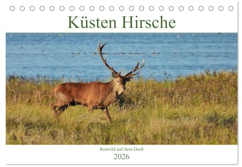 Küsten Hirsche - Rotwild auf dem Darß (Tischkalender 2026 DIN A5 quer), CALVENDO Monatskalender: Hirsch-Brunft an der Ostsee. (CALVENDO Tiere)