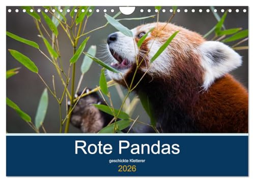 Rote Pandas - geschickte Kletterer (Wandkalender 2026 DIN A4 quer), CALVENDO Monatskalender: Bilder eines akrobatischen Kletterers (CALVENDO Tiere)