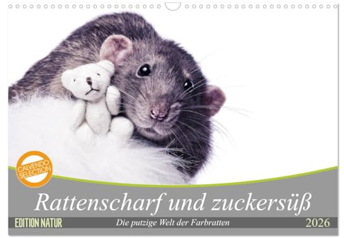Rattenscharf und zuckersüß (Wandkalender 2026 DIN A3 quer), CALVENDO Monatskalender: Die zwölf tierischen Motive der süßen und intelligenten ... ganze Jahr Freude bereiten. (CALVENDO Tiere)