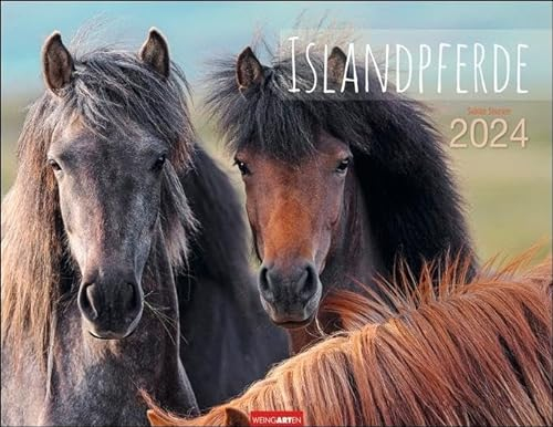 Islandpferde Kalender 2024. Fotokalender mit Porträts der charaktervollen Pferderasse. Großer Wandkalender von Sabine Stuewer. 44x34 cm Querformat