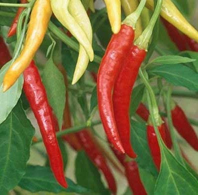 30 Semilla de Chile de Arbol - pimientos picantes