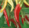 30 Semilla de Chile de Arbol - pimientos picantes