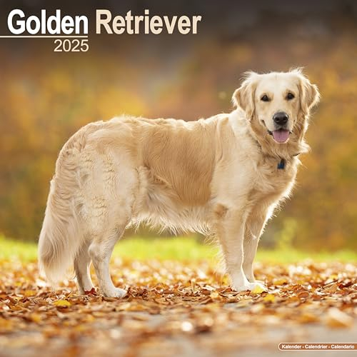 Golden Retriever 2025 - 16-Monatskalender: Original Avonside-Kalender [Mehrsprachig] [Kalender] (Wall-Kalender)