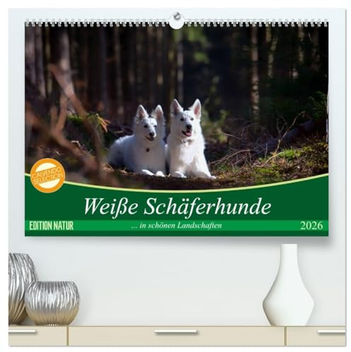Weiße Schäferhunde in schönen Landschaften (hochwertiger Premium Wandkalender 2026 DIN A2 quer), Kunstdruck in Hochglanz: Weiße Schäferhunde präsentieren sich in bezaubernder Natur (CALVENDO Tiere)