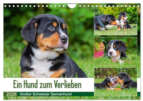 Ein Hund zum Verlieben - Großer Schweizer Sennenhund (Wandkalender 2026 DIN A4 quer), CALVENDO Monatskalender: Die größte der Schweizer ... groß in wunderschönen Fotos (CALVENDO Tiere)