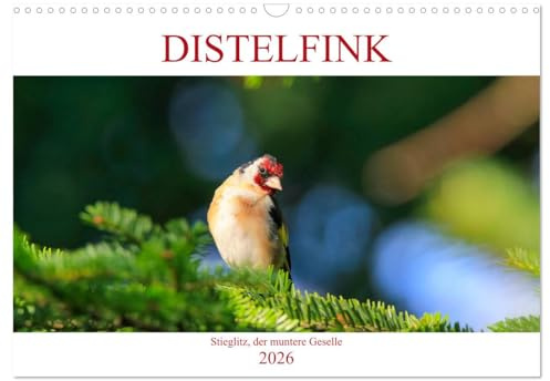 Distelfink (Wandkalender 2026 DIN A3 quer), CALVENDO Monatskalender: Distelfink in Park und Garten (CALVENDO Tiere)