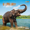 Elephant Families 2024: Kalender 2024 (Wonderful World)