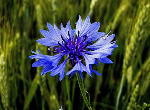 100 Graines de Bleuet - fleurs plante mellifère jardin- semences paysannes reproductibles - SemiSauvage