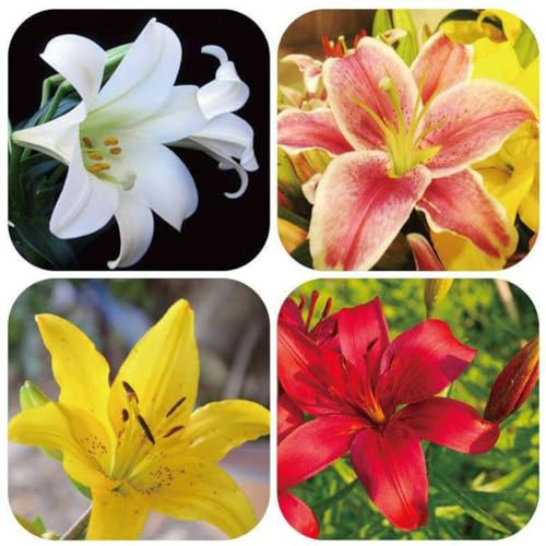 kiskick 100 pezzi rari bulbi di giglio semi casa giardino balcone profumo fiore bonsai pianta giardinaggio regali per donne e uomini Bianco Semi Di Giglio