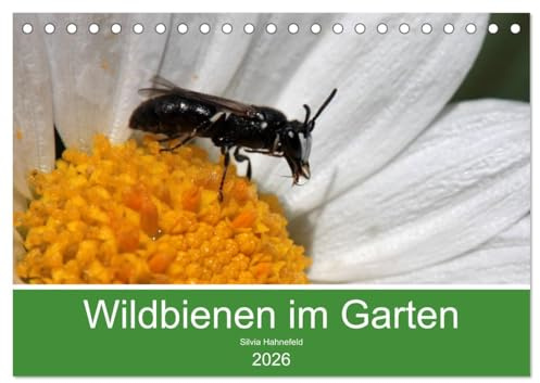 Wildbienen im Garten (Tischkalender 2026 DIN A5 quer), CALVENDO Monatskalender: Faszinierende Nahaufnahmen kleiner Nützlinge (CALVENDO Tiere)