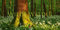 Wilde Wälder Kalender 2024, Wandkalender / Panoramakalender im Querformat (66x33 cm) - Landschaftskalender / Naturkalender