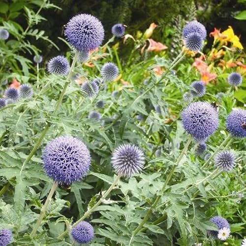 6x Kugeldistel - Echinops ritro - Topf 9x9cm - Blaue Distelstaude