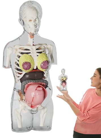 Anatomie pour, modèle Corps Femme Enceinte, Squelette Anatomique avec démontable, Jouet STEM pour Apprentissage Scientifique, activités éducatives pour et écoles