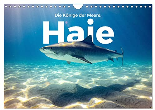 Haie - Könige der Meere. (Wandkalender 2026 DIN A4 quer), CALVENDO Monatskalender: Entdecken Sie die Unterwasserwelt der Haie. (CALVENDO Tiere)