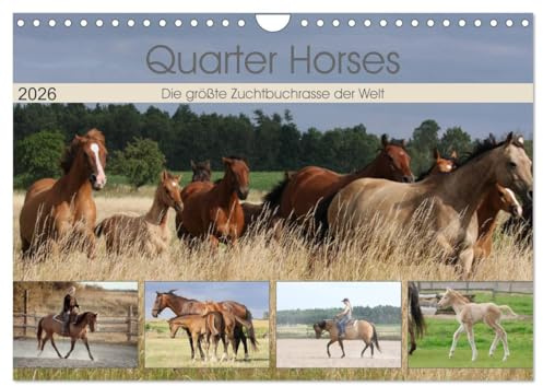 Quarter Horses - Die größte Zuchtbuchrasse der Welt (Wandkalender 2026 DIN A4 quer), CALVENDO Monatskalender: Quarter Horses Pferdezucht, Wandkalender mit 12 verschiedenen Fotos (CALVENDO Tiere)
