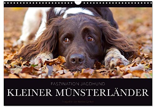 Faszination Jagdhund - Kleiner Münsterländer (Wandkalender 2026 DIN A3 quer), CALVENDO Monatskalender: Kleiner Münsterländer Vorstehhund - Ein Leben neben der Jagd (CALVENDO Tiere)