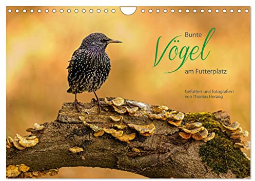 Bunte Vögel am Futterplatz (Wandkalender 2026 DIN A4 quer), CALVENDO Monatskalender: Singvögel an der Futterstelle (CALVENDO Tiere)