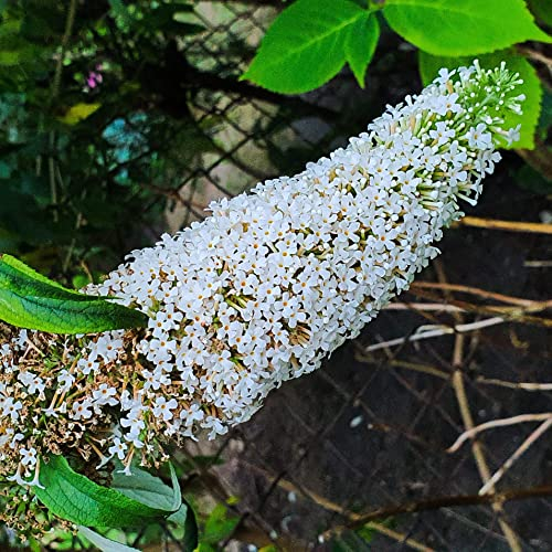 Buddleia David blanc Nanho White 2L - Plante de Jardin, Arbres fruitiers - la Décoration Parfaite pour Votre Propriété - Pour les Débutants et les Jardiniers Professionnels